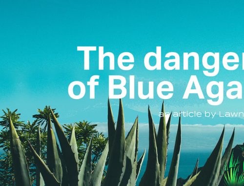 Blue Agave. A Dangerous Beauty.