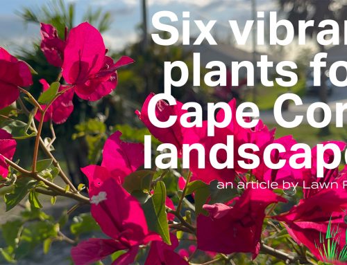 6 Vibrant Plants to enhance Cape Coral Homes