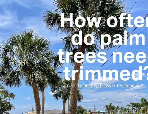 How often Florida palm trees need trimmed?